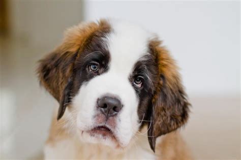 Various types of animated wallpapers are supported, including 3d and 2d animations, websites, videos and even certain applications. Very Sad Dog wallpaper | animals | Wallpaper Better