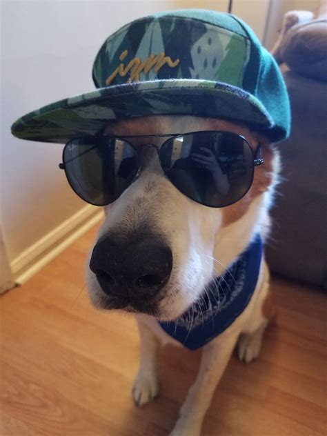 How Can I Tell If My Dog Is Getting Too Cool Rdogswearinghats
