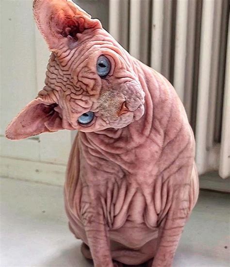 Hairless Sinister Looking Cat May Be Named The Scariest Feline In The