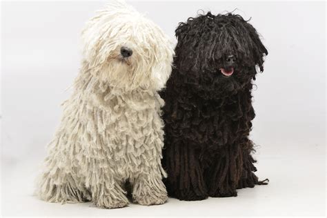 Dog That Looks Like A Mop The Smart Dog Guide