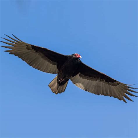 Turkey Vulture Day September 2 2023 History Observations Ideas