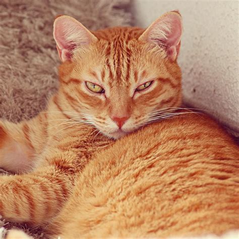 Foto De Gato Amarelo