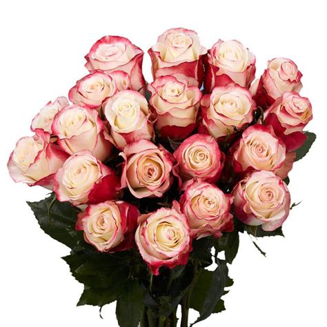 Globalrose 50 Stems Of White With Pinkish Red Sweetness Roses Fresh