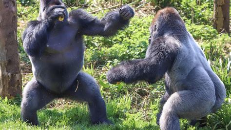 Two Gorillas At Paignton Zoo Snapped Having Boxing Match Over Some