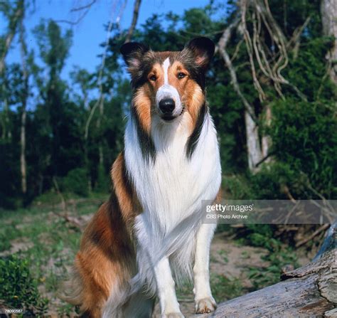 Promotional Portrait Of Lassie Ii A Male Collie Dog Who Portrays The