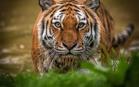 Tiger Predator Wildlife Tiger Eyes Green Grass Dangerous Animals