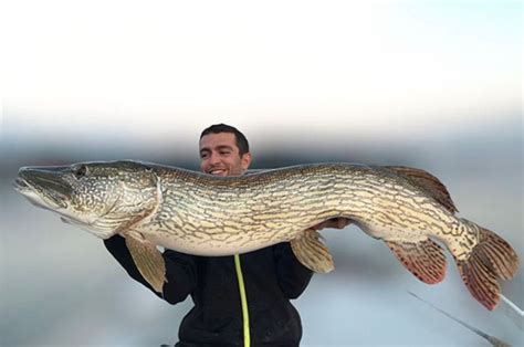 Current World Record Northern Pike The Biggest Ever Caught