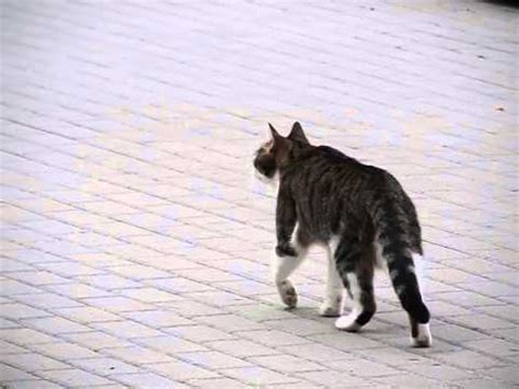 A large (red) nose 8. Cat's movements, hot day so by panting cat can lower body ...