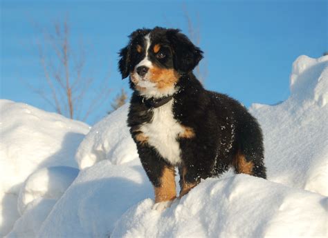 Gorgeous Bernesemountain Puppy On Snowy Mountain Mountain Dog Breeds