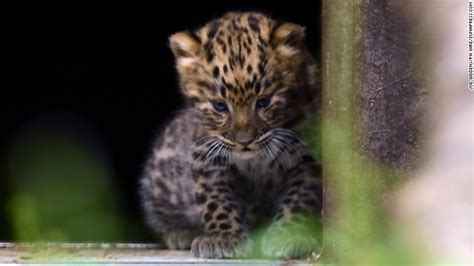 Rare Amur Leopards Born At British Zoo Cnn