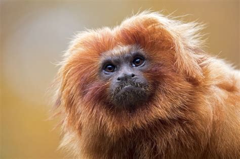 10 Animals In The Rainforest