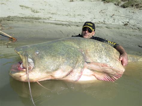 Angler Lands Massive 127 Kg Catfish In Italy Ctv News