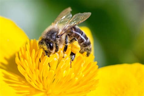 Bees are hardworking insects that produce honey. Bees are 'livestock, not wildlife'