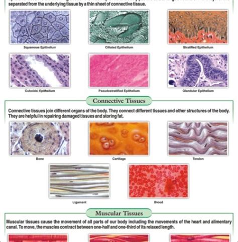 But there are different types of tissues associated with different functions. Animal Tissues Chart, Animal Tissues Chart Manufacturer ...