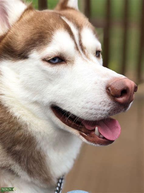 Stud Dog Beautiful Red And White Husky For Stud Breed