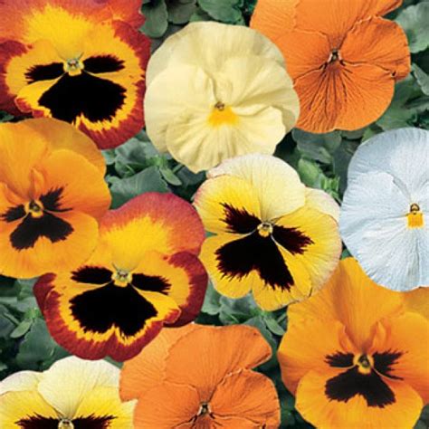 Buy Pansy Seeds F1 Wittrockiana Mixed Online India