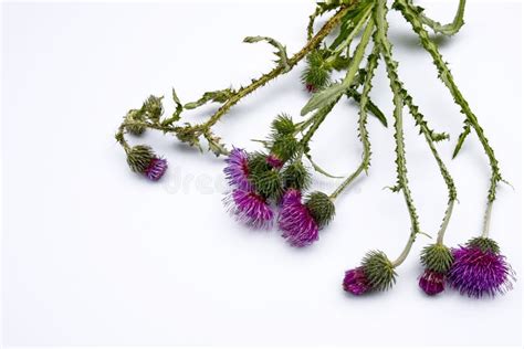 Purple Thistle Flowers On White Background Stock Photo Image Of