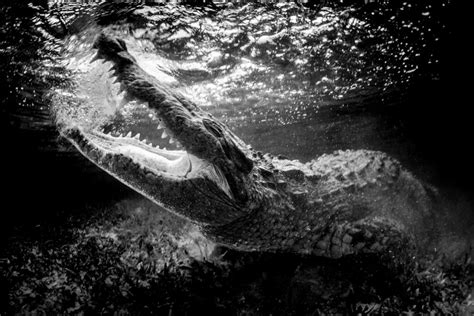 Breathtaking Minimalist Black And White Underwater Photos