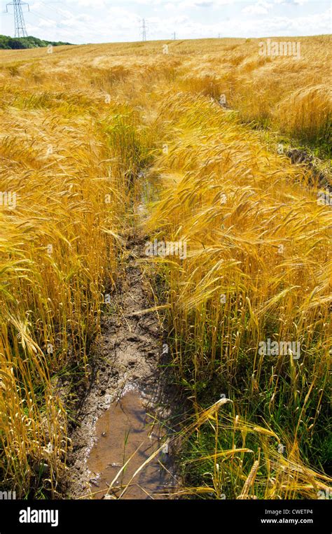 Water Logged Barley Field Stock Photo Alamy