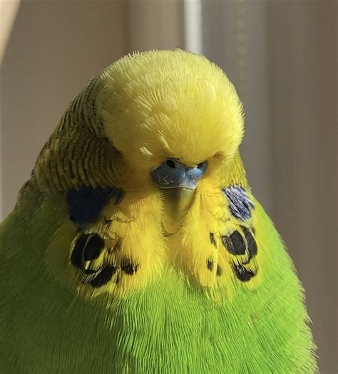 Our New English Budgie Talk Budgies Forums