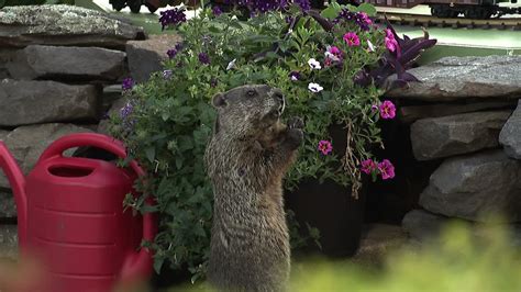 More Of The Groundhog In The Backyard