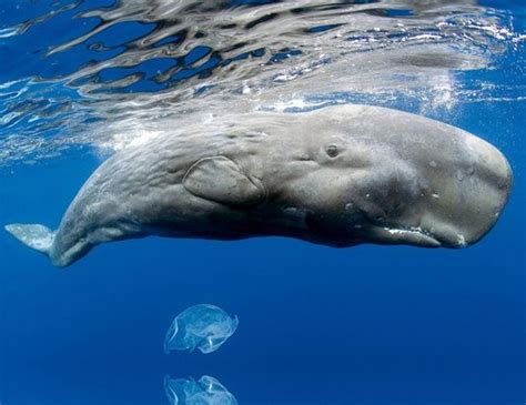 Pygmy Sperm Whale Life Expectancy