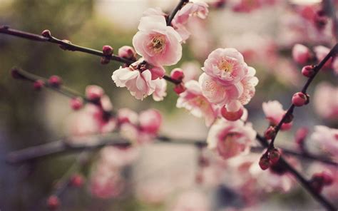Cherry Blossoms Wallpapers Wallpaper Cave