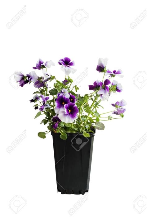 Purple And White Potted Pansy Also Know As Viola Tricolor Variety