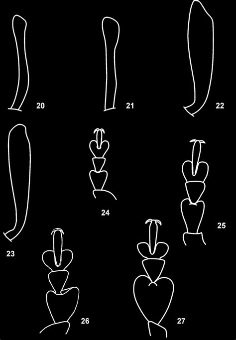 20 21 tarsal segment 1 of hind tarsus 22 23 male fore tibia download scientific diagram
