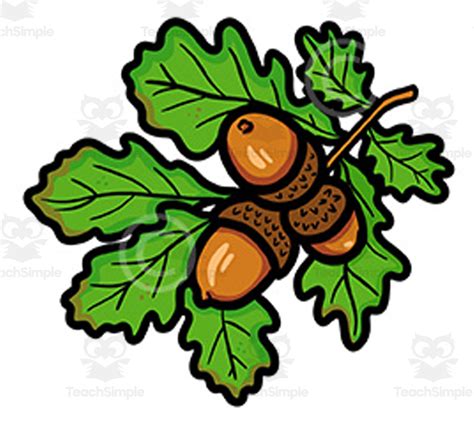 Oak Branch With Acorns Clipart Autumn Graphics Illustration Clip Art By
