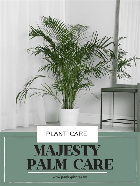 Majesty Palm Care Guide Paisley Plants