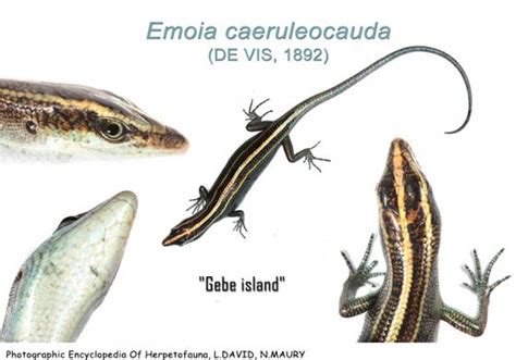 Emoia Caeruleocauda The Reptile Database