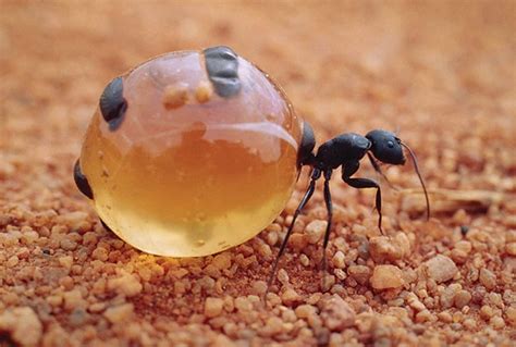 🔥 Honey Pot Ant Rnatureisfuckinglit