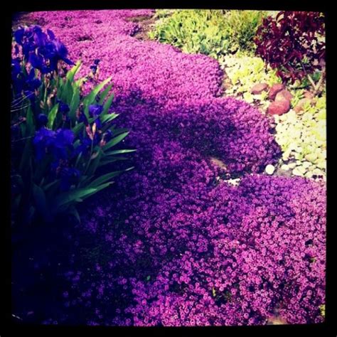 Will wilt quickly with a lack of water A beautiful "river" of purple flower ground cover. I love ...