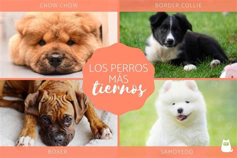 10 Razas De Perros MÁs Tiernos Del Mundo Con Fotos