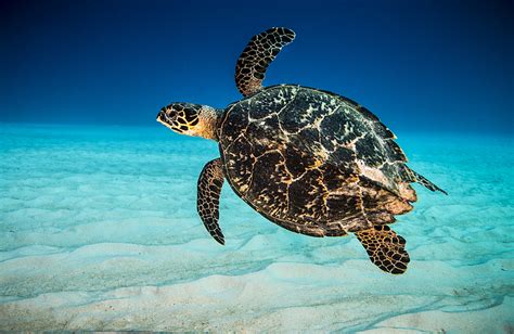 Marine Turtles Wwf