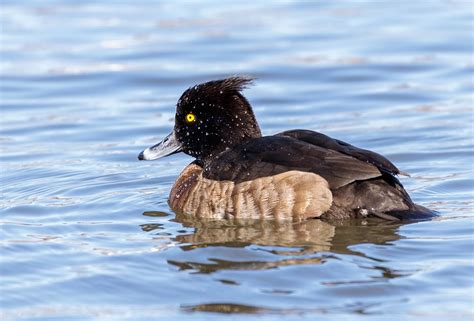 Bitstop Tufted Ducks