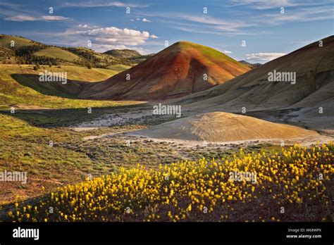 Central Oregon Wildflowers Hi Res Stock Photography And Images Alamy