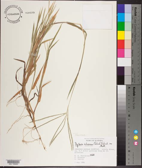 Digitaria ischaemum - Species Page - APA: Alabama Plant Atlas