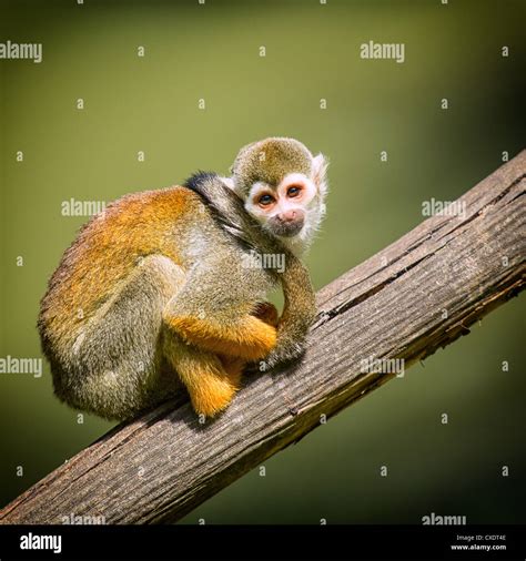 Monkey Swinging On Branch Hi Res Stock Photography And Images Alamy