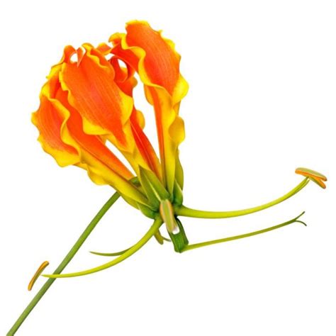 Scene arrangement：suitable and a wide variety of vase scene collocation, living room, dining room, wedding gift, shooting props, home. Orange Gloriosa Lily, tall | Florabundance Wholesale Flowers