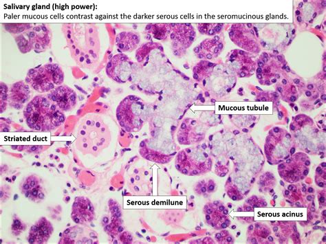 Histology Of Salivary Glands What Is A Gland Sexiezpix Web Porn