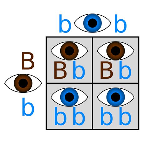 Eye Color Genetics Chart Eye Colors Eye Color Gene Probability Chart