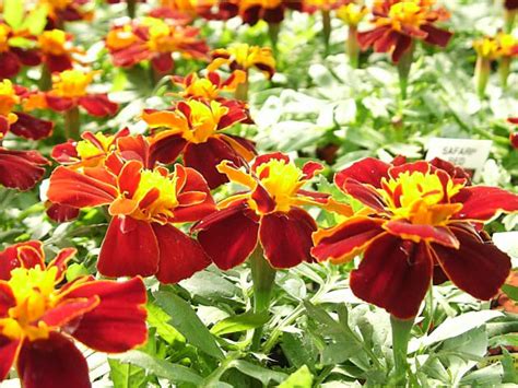 Choose a spot in your yard that receives six or more hours of. Marigolds, How to Grow and Care for Marigold Plants ...