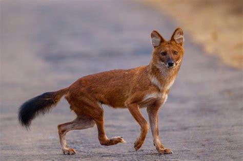 Dhole Facts Habitat Diet Life Cycle Baby Pictures