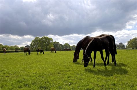 Thoroughbred Breeders' Association publishes Breeding Industry Report ...