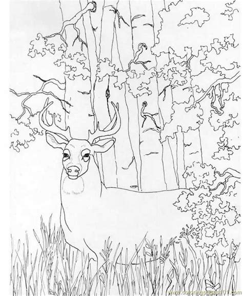 Coloring Pages Whitetail Deer (Animals > Deer) - free printable