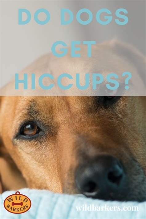 Do Dogs Get Hiccups Dog Hiccups Dogs What Are Hiccups