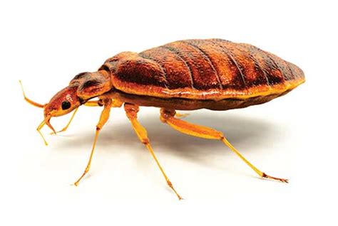 Bed Bugs Color Preferences Pest Management Professional