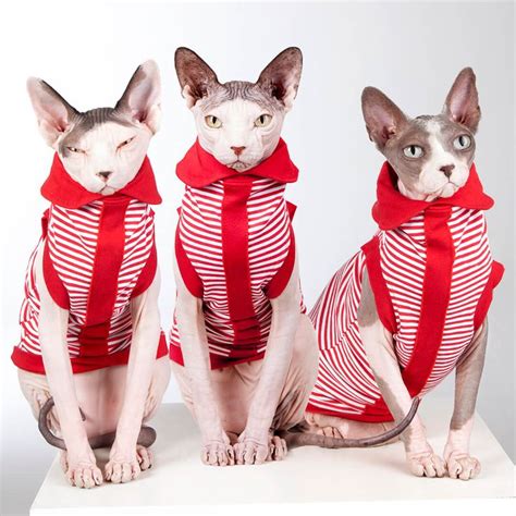 Cat hats, bath kit, jewelry/accessories/gifts. Sphynx Cat Shirts • Peppermint Twist (Limited Edition ...